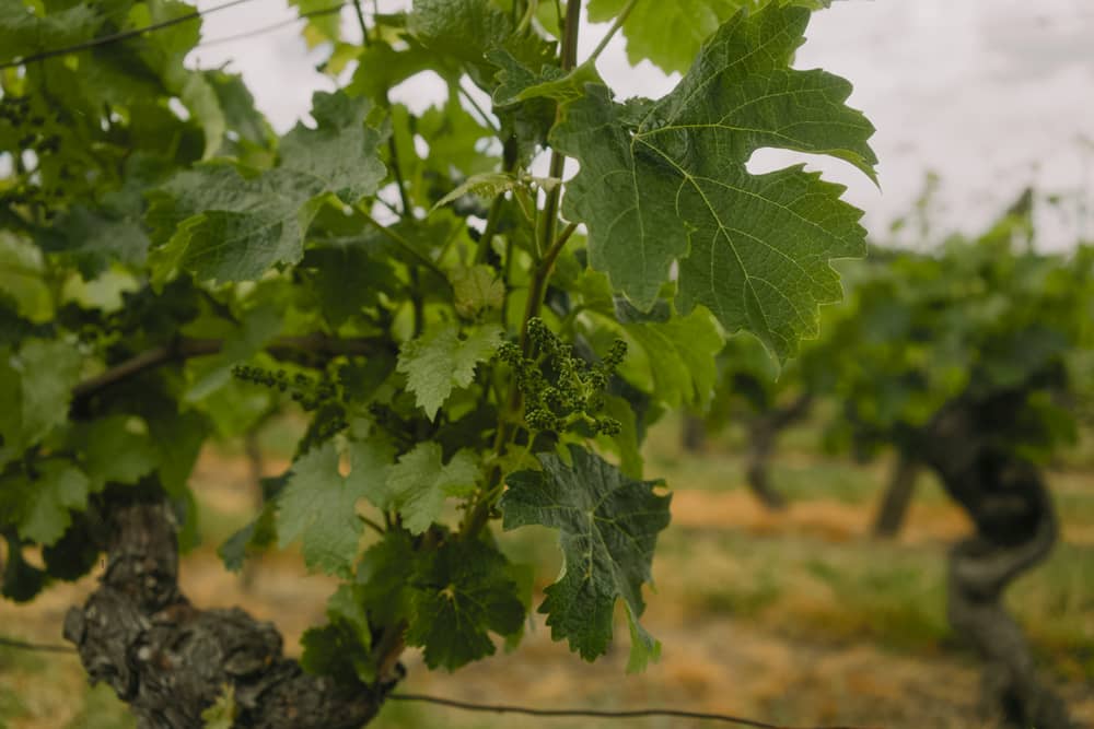 sécuriser transaction parcelle vigne